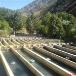 بازده منابع آبی در مزارع آبزی پروری زنجان افزایش یافت