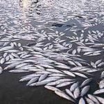 مرگ هزاران ماهی در جزیره کیش 