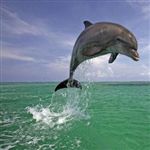 سرنوشت تلخ دلفین‌های خلیج تائیجی