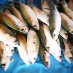 برداشت بیش از 2 هزار تن ماهی طلال در هرمزگان 