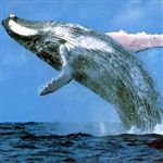 ژاپن صيد نهنگ در اقيانوس آرام را کاهش مي دهد