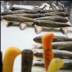 عرضه ماهی با تخفیف ۳۵ درصدی در نمایشگاه‌های بهاره 