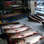 فروش ماهی گرمابی ۴۵ درصد کاهش یافت