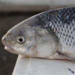 نسل ماهی ماش در خطر انقراض کامل /گ