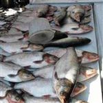 بازار جدید ماهی کیش به بهره برداری رسید