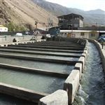 پنج درصد شیلات کشور در کرمانشاه تولید می شود