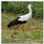 راه‌اندازی پایگاه حفاظتی هورالعظیم برای مبارزه با صید غیرمجاز پرندگان
