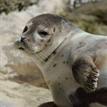 شناسایی و ردیابی بیماری های تنها پستاندار دریای خزر 