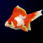 آیا ماهی قرمز ناقل بیماری به انسان است ؟