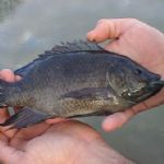 بافق تنها مرکز مجاز و رسمی پرورش ماهی تیلاپیا 