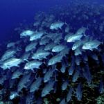 حفاظت از ذخائر دریایی نیازمند توسعه سایت های پرورش ماهی و میگو