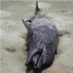 جنگ الکترونیک عامل مرگ دسته‌جمعی دلفین‌های خلیج فارس /گ