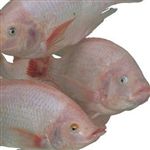 ۶ نقطه برای پرورش ماهی تیلاپیا در استان مرکزی اختصاص می‌یابد 