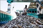 ایران از ظرفیت بالایی برای فرآوری فانوس ماهیان برخوردار است 
