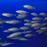 روزانه 100 تن ماهی به روش لانگ لاین در چابهار و کنارک صید می شود
