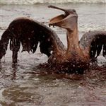راهکارهای بازدارنده نشت نفت برای پیشگیری از آلودگی محیط‌زیست دریایی 