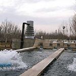 رشد ۱۰ درصدی تولید آبزیان در استان کرمان 