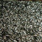 صید حدود 2000 تن فانوس ماهی در آب‌های جاسک