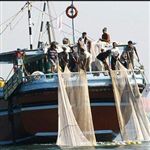 760 تن میگو طی دو هفته در استان بوشهر صید شد