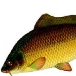 پیش‌بینی تولید 19 هزار تن انواع ماهی‌های گرمابی در گلستان