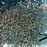 افزايش 50 درصدي صيد ساردين ماهيان در آبهاي جاسک