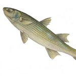 ماهی آغشته به شن و ماسه فاقد ویژگی‌ها بهداشتی لازم 