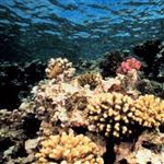 یافتن گونه ای خاص از مرجان های دریایی 