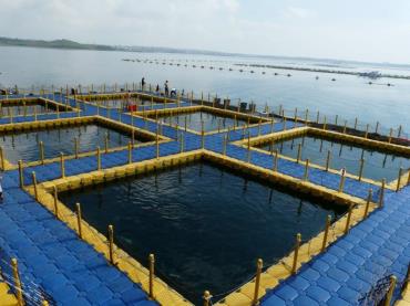 ظرفیت تولید ماهی در قفس هرمزگان طی سه سال ۲۰۵ درصد افزایش یافت