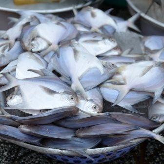 صید ماهی حلوا سفید در خوزستان آزاد شد