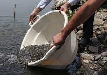 توزیع بچه ماهی در استخر‌های پرورش ماهی شهرستان زاهدان 