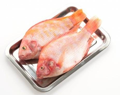 واردات بی ضابطه، مشکل تولیدکنندگان ماهی تیلاپیا